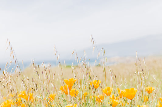 Big Sur Poppies