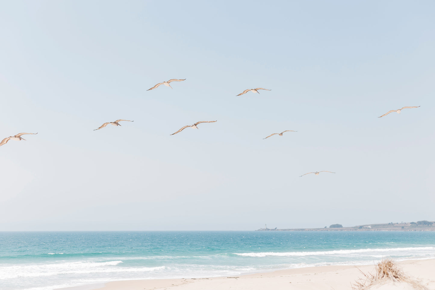 Pelicans of Pigeon Point